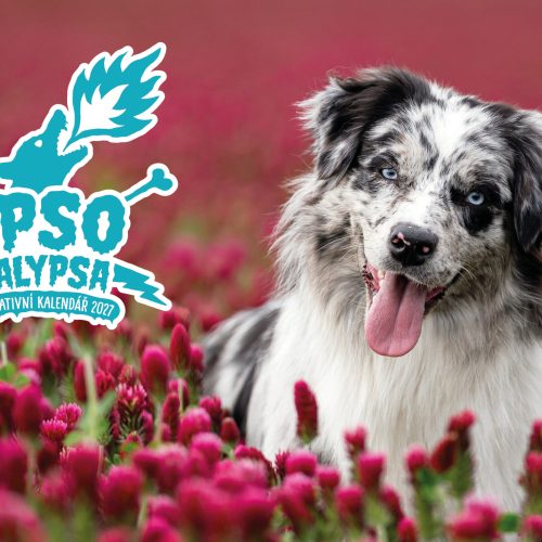 CHARITATIVNÍ KALENDÁŘE DOGPOINT