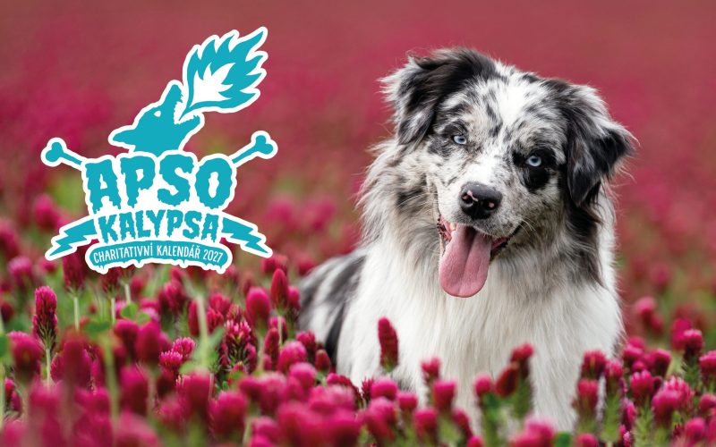 CHARITATIVNÍ KALENDÁŘE DOGPOINT